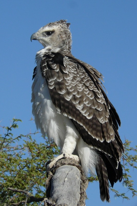 Martial Eagle - ML205933521