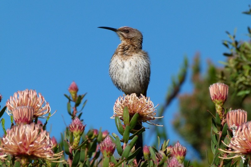 Cape Sugarbird - ML205933531