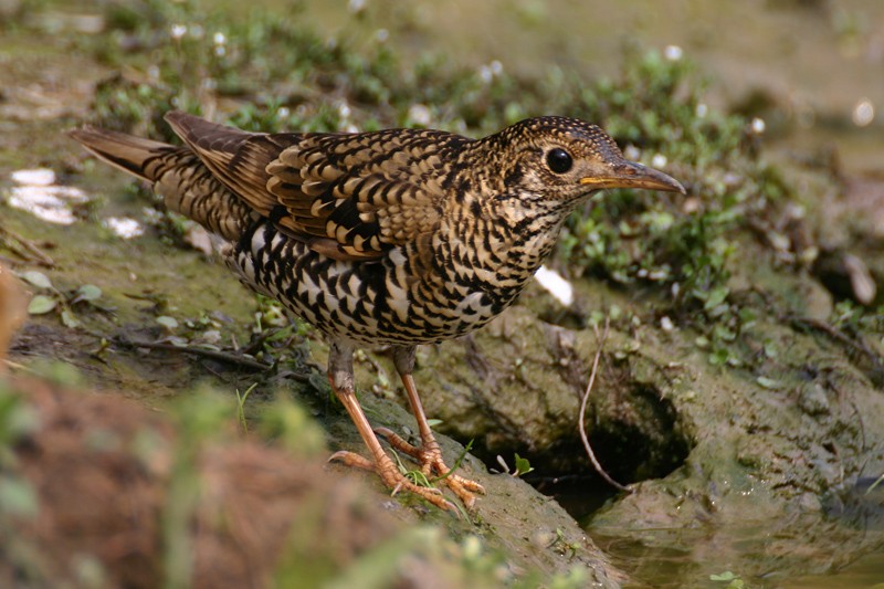 White's Thrush - ML205933581