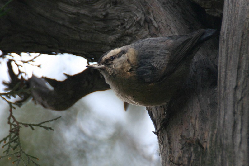 Snowy-browed Nuthatch - ML205933591