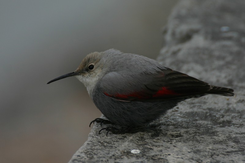 Wallcreeper - Regis Nossent