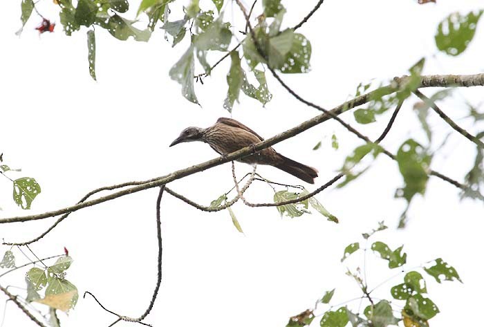 Brown Oriole - Mehd Halaouate