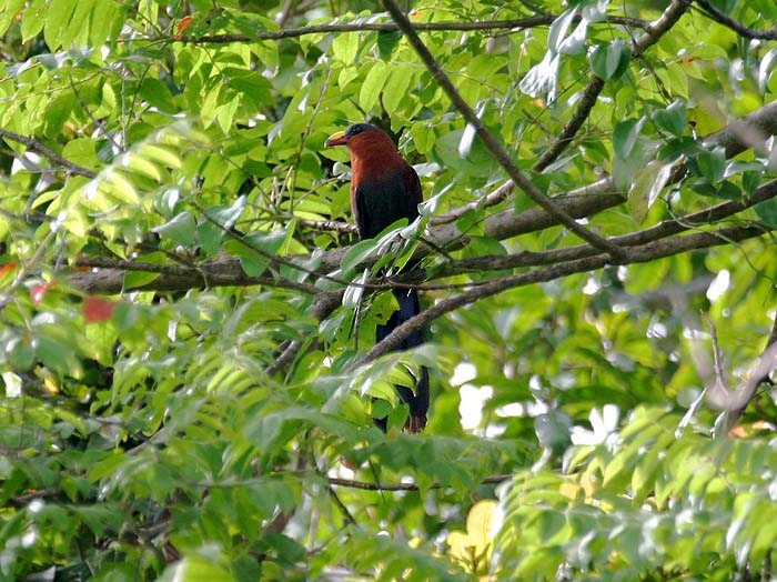 Yellow-billed Malkoha - ML205933801