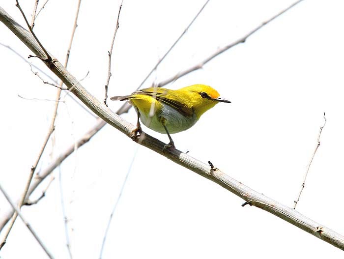 Yellow-spectacled White-eye - Mehd Halaouate