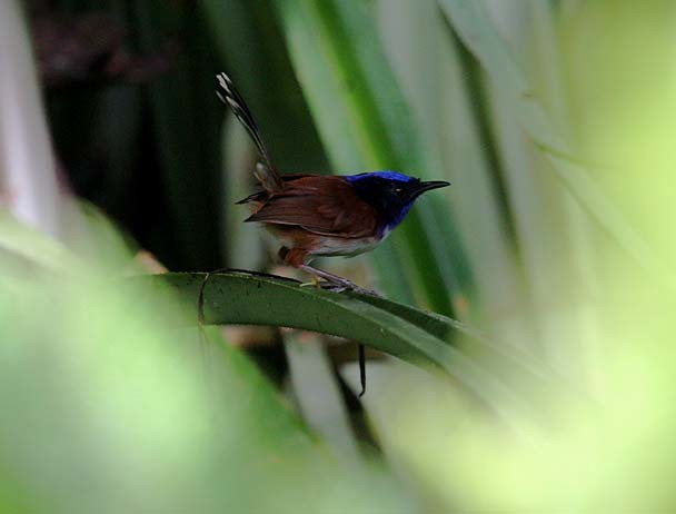 Emperor Fairywren - Mehd Halaouate