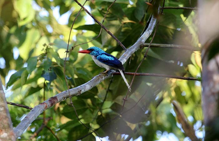 Biak Paradise-Kingfisher - Mehd Halaouate