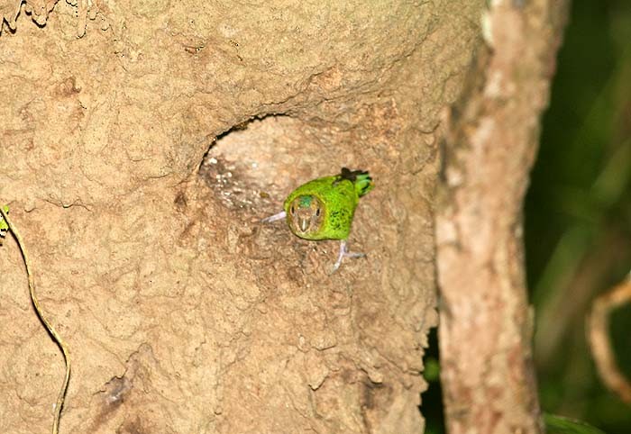 Buff-faced Pygmy-Parrot - ML205933921