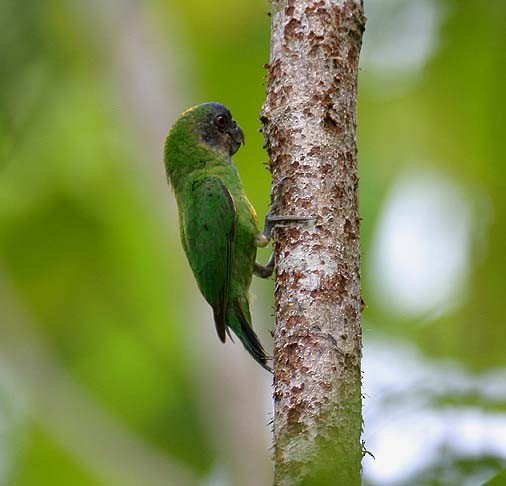 Geelvink Pygmy-Parrot - Mehd Halaouate