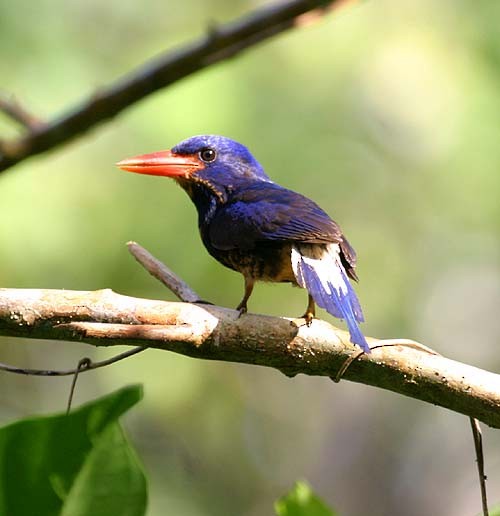 Numfor Paradise-Kingfisher - ML205933941