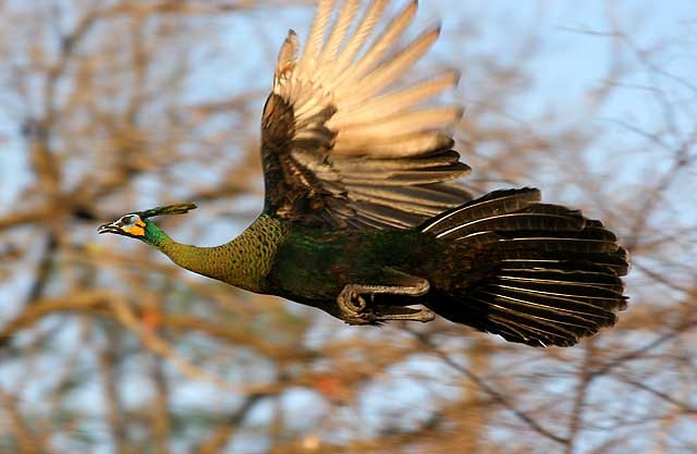 Green Peafowl - Mehd Halaouate