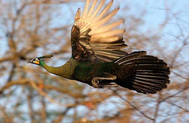 Green Peafowl - ML205934031