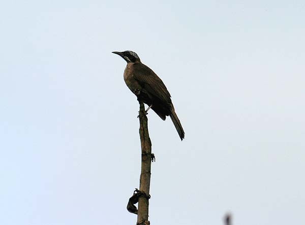 Streak-headed Honeyeater - ML205934081