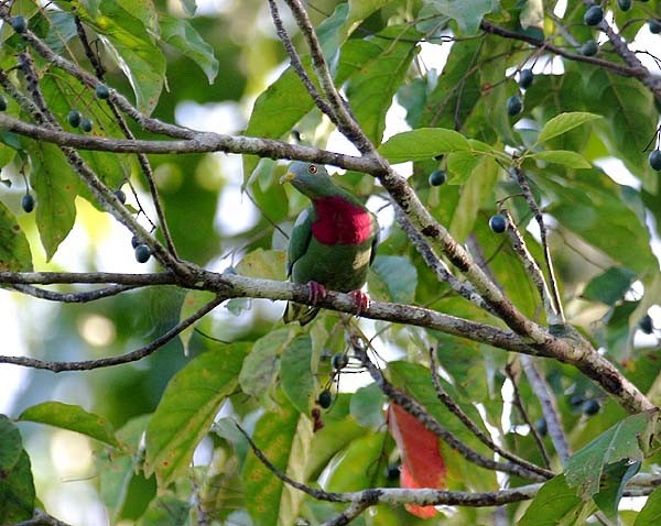 Claret-breasted Fruit-Dove - ML205934101