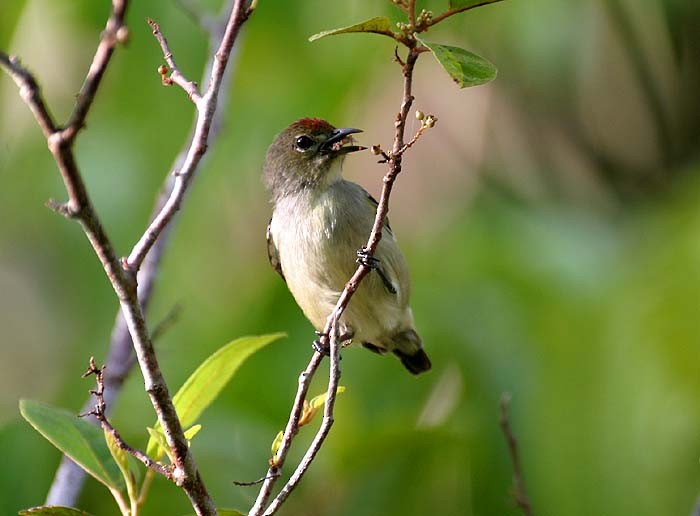 Red-capped Flowerpecker - ML205934161