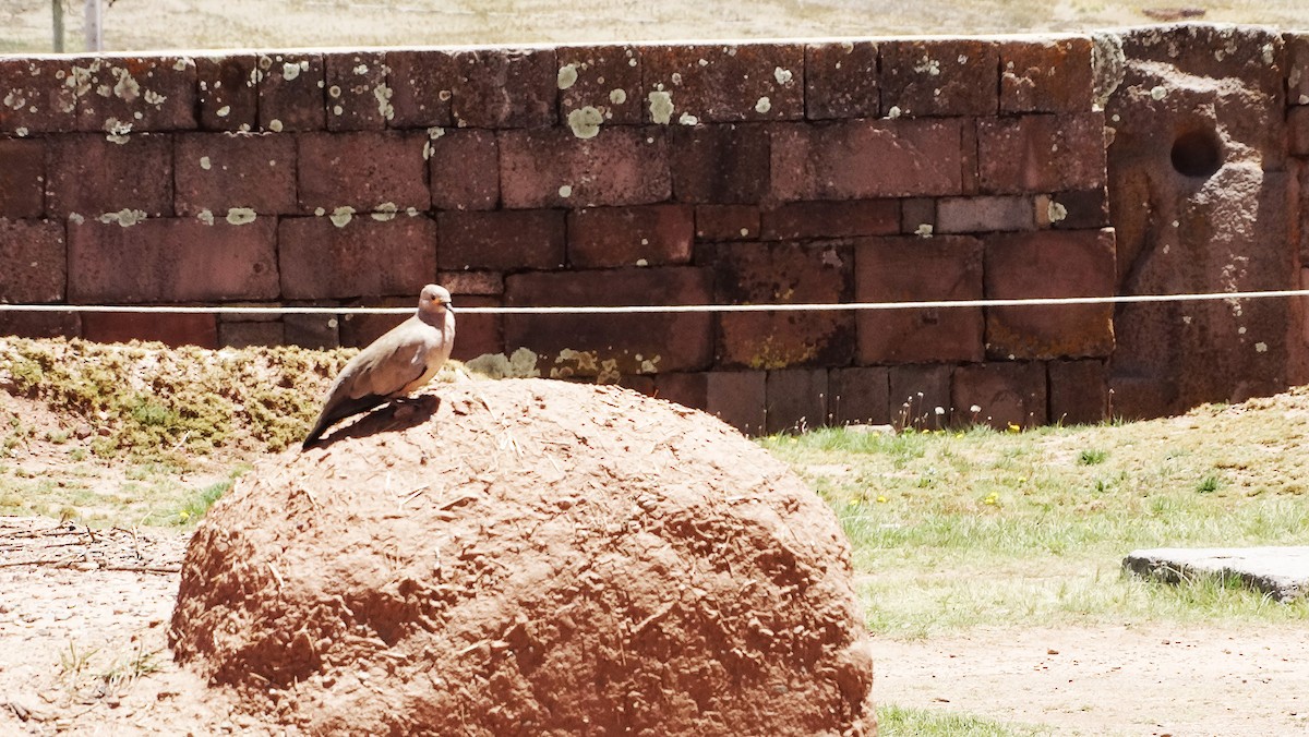 Black-winged Ground Dove - ML205934261