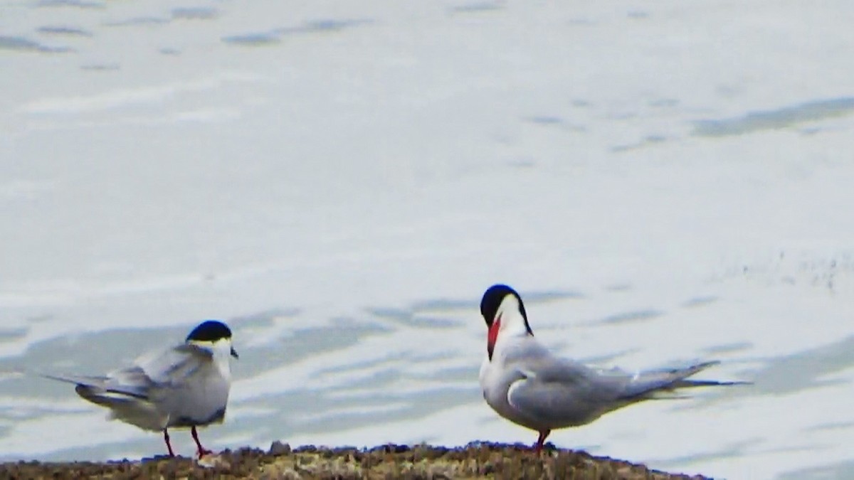 Common Tern (hirundo/tibetana) - ML205934401