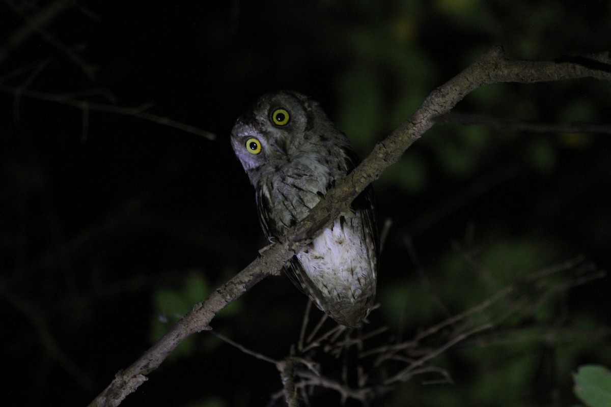 Arabian Scops-Owl - ML205934571