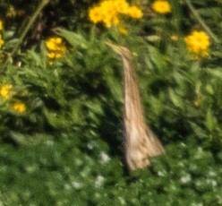 American Bittern - ML20593461