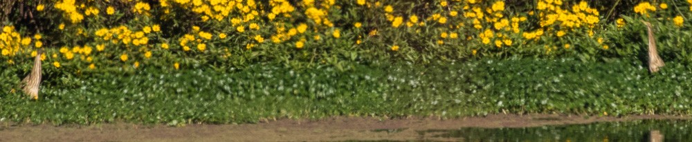 American Bittern - ML20593491