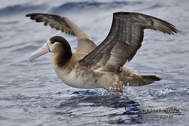 Short-tailed Albatross - John and Jemi Holmes