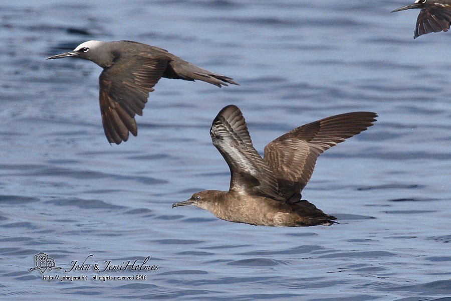 Heinroth's Shearwater - John Holmes