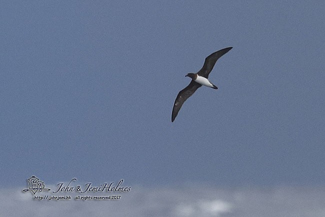 Beck's Petrel - John Holmes