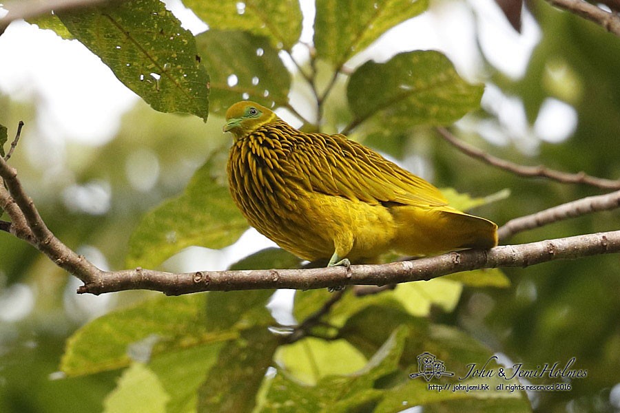 Golden Dove - ML205935291