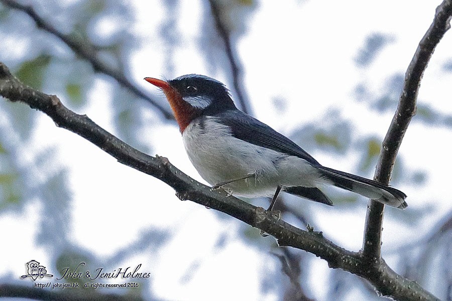 Chestnut-throated Flycatcher - ML205935311