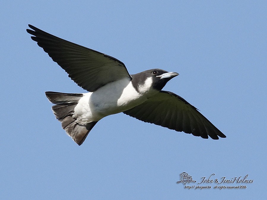 Fiji Woodswallow - ML205935321