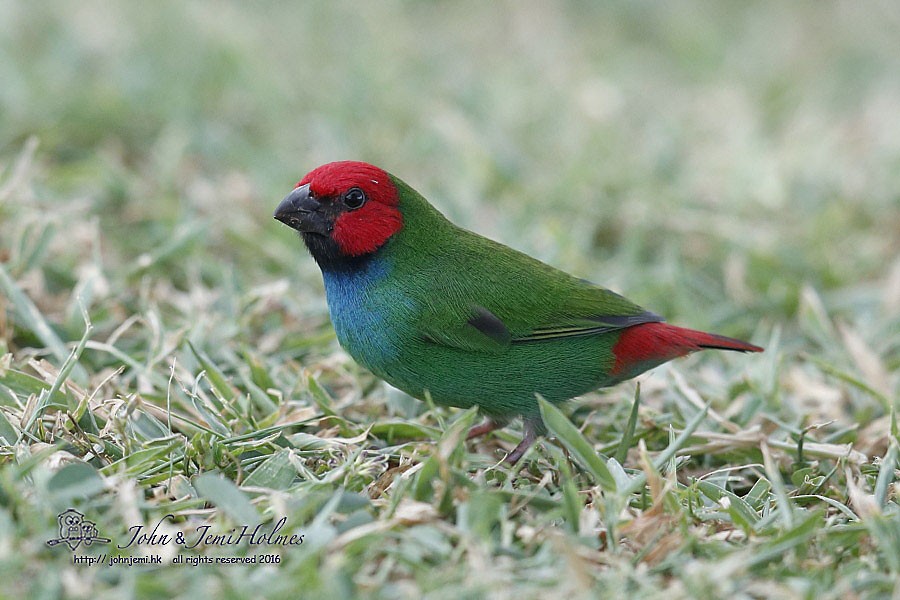 Fiji Parrotfinch - John Holmes