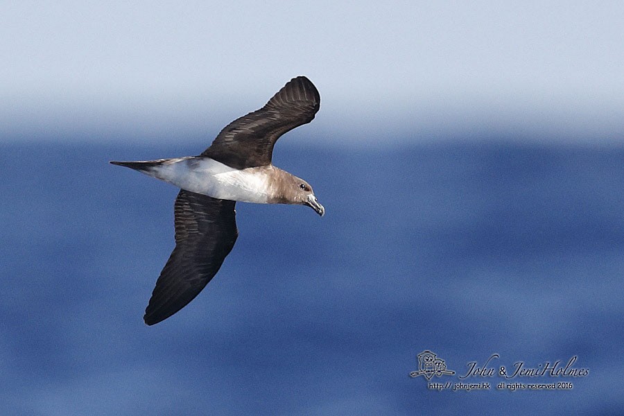 Petrel de Tahití - ML205935371