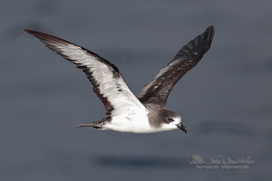 Galapagos Petrel - John Holmes