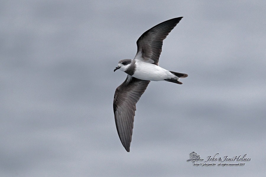 Ringed Storm-Petrel - ML205935441