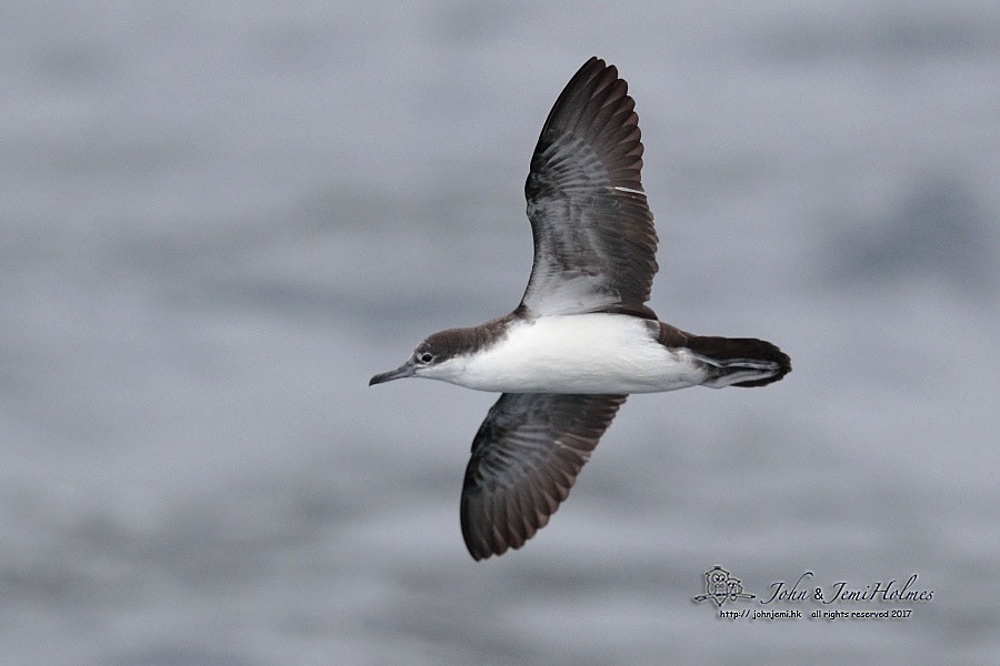 Puffin des Galapagos - ML205935451