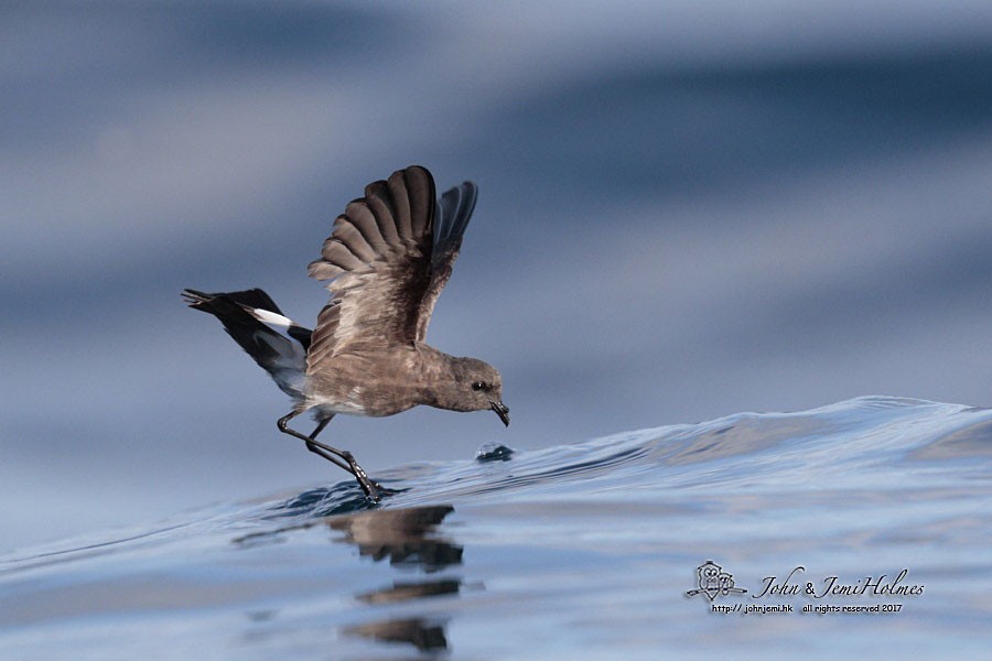 Elliot's Storm-Petrel - ML205935461