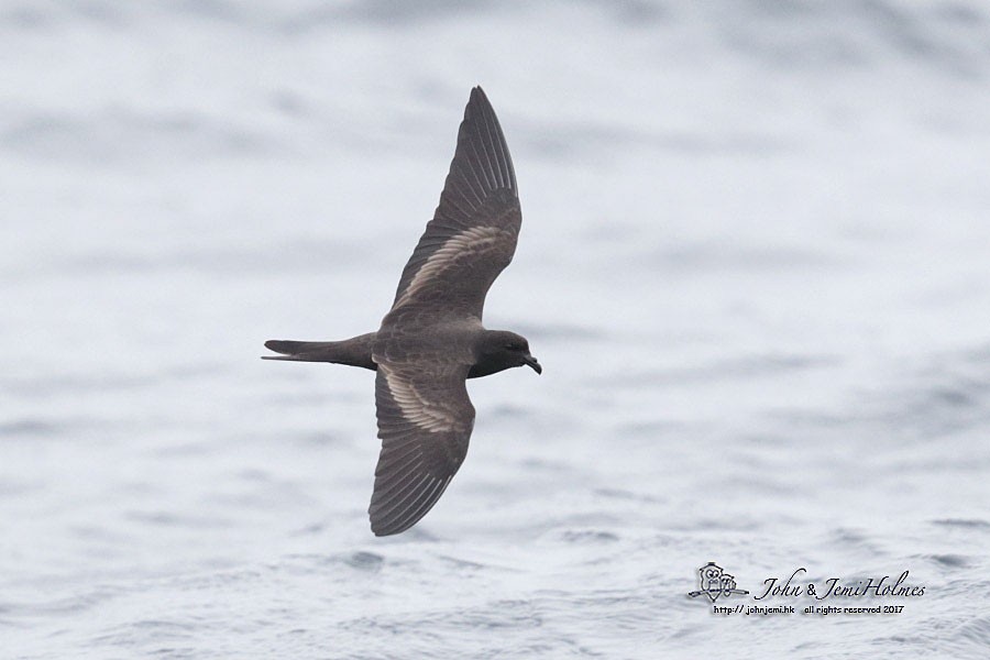 Black Storm-Petrel - ML205935481