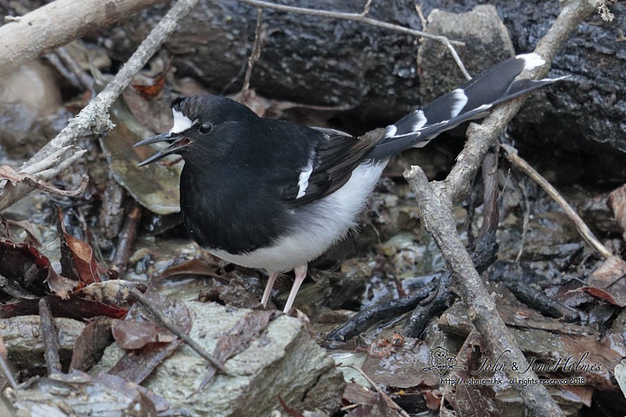 White-crowned Forktail (Northern) - John and Jemi Holmes