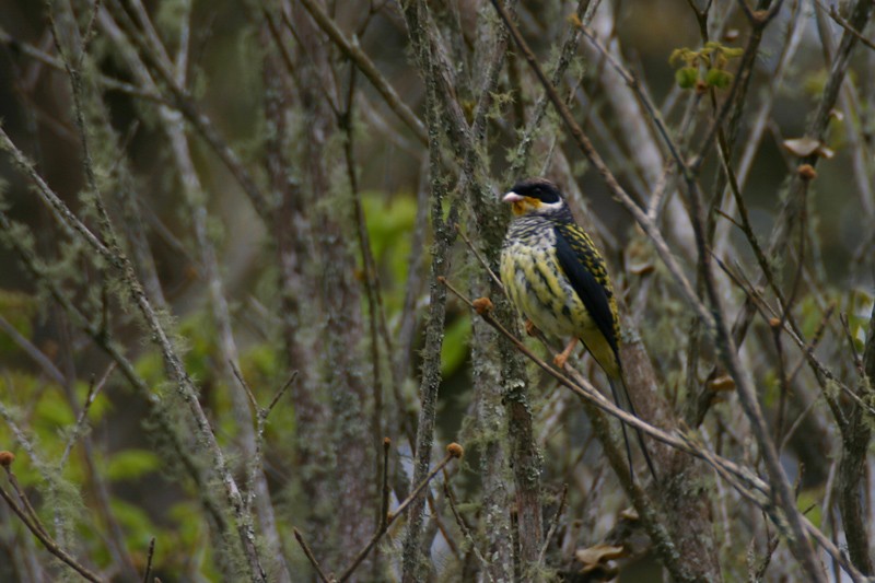 Cotinga à queue fourchue (flavirostris) - ML205935601