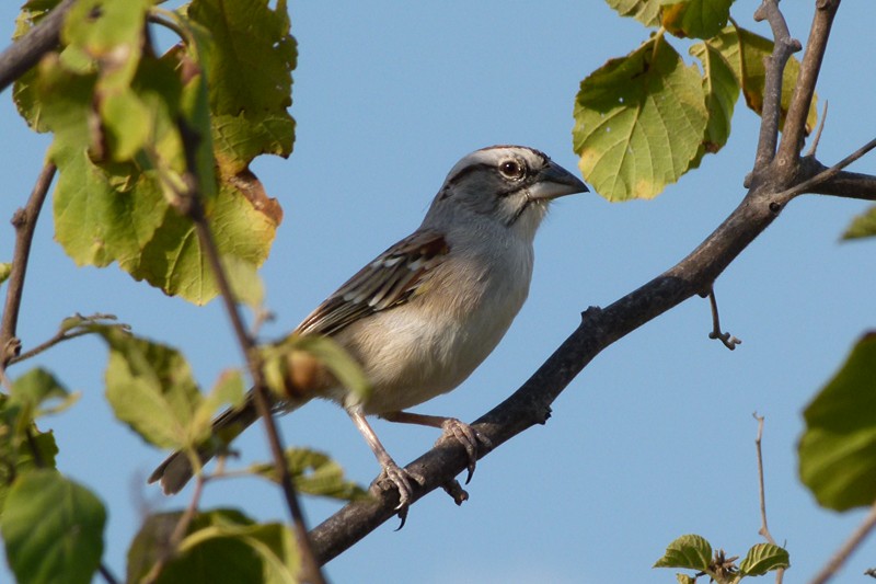 Tumbes Sparrow - ML205935641