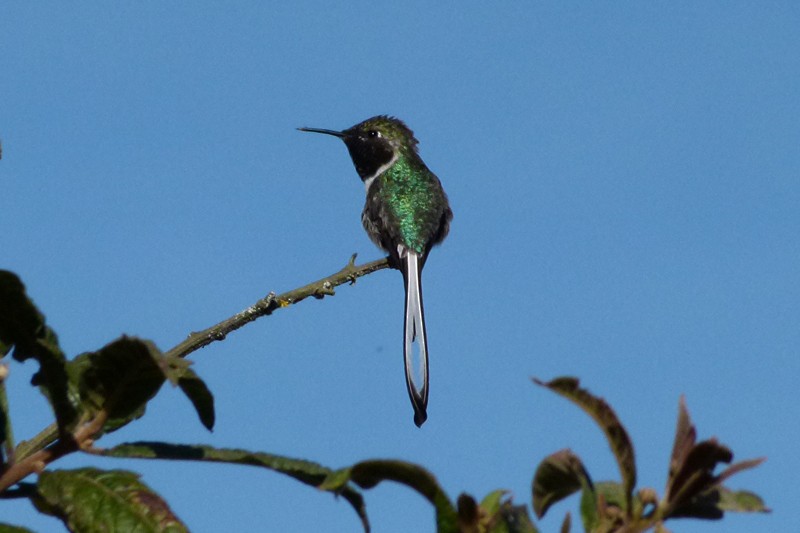 Peruvian Sheartail - ML205935651