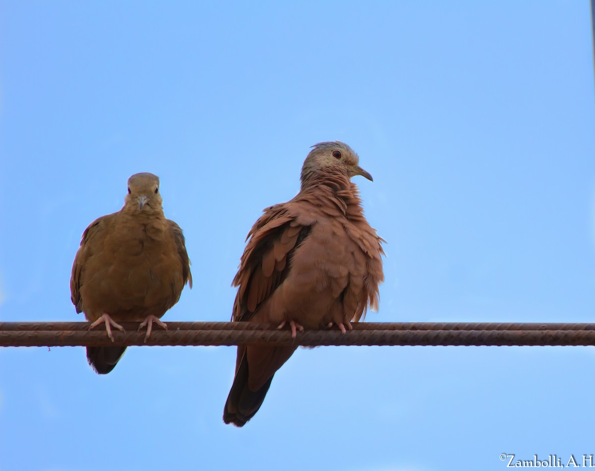 Ruddy Ground Dove - André  Zambolli