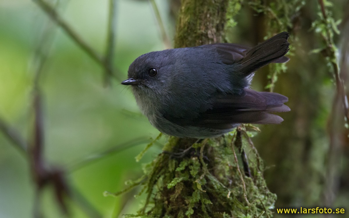Smoky Robin - Lars Petersson | My World of Bird Photography