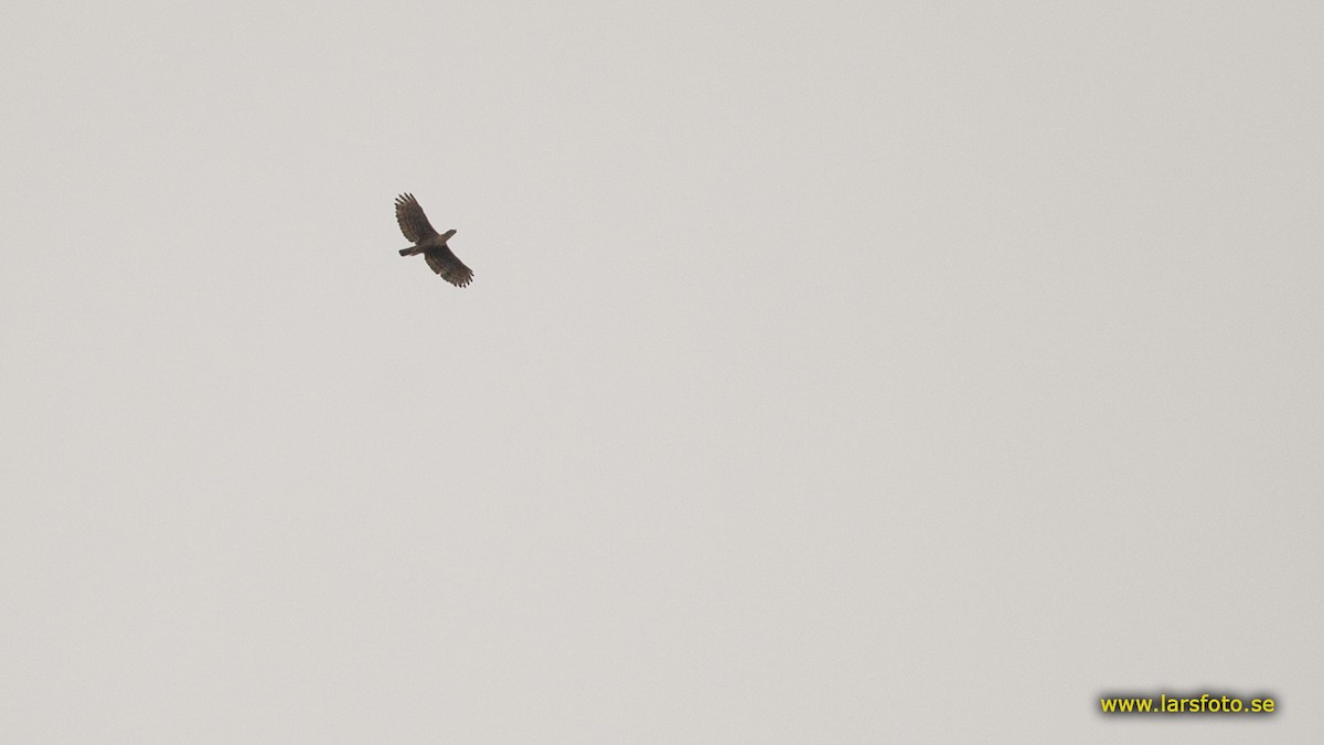 Яванский хохлатый орёл - ML205936251
