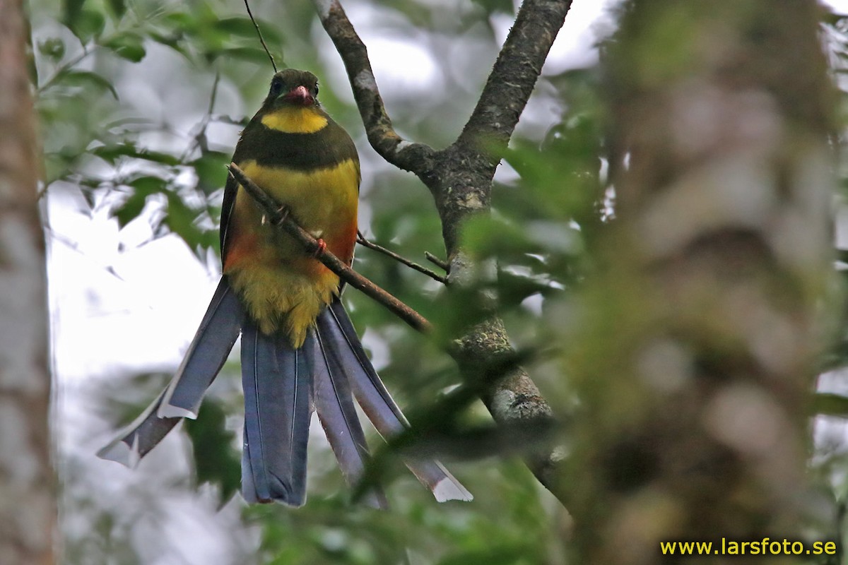 Javan Trogon - ML205936301