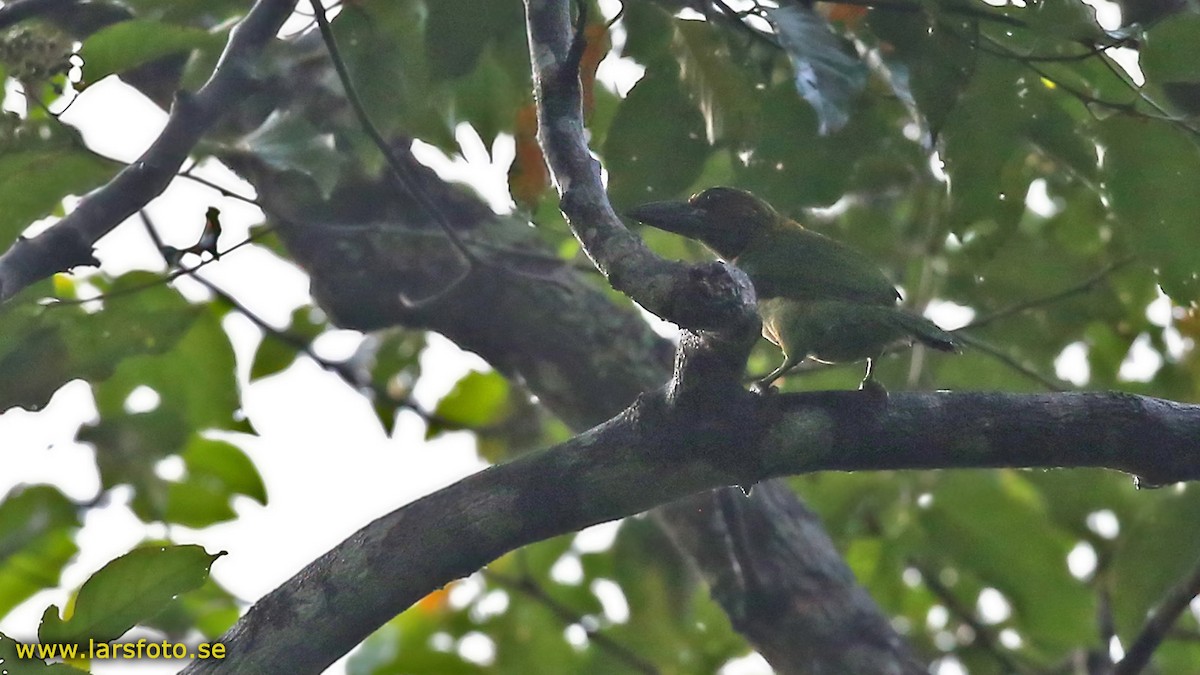 Brown-throated Barbet - ML205936331