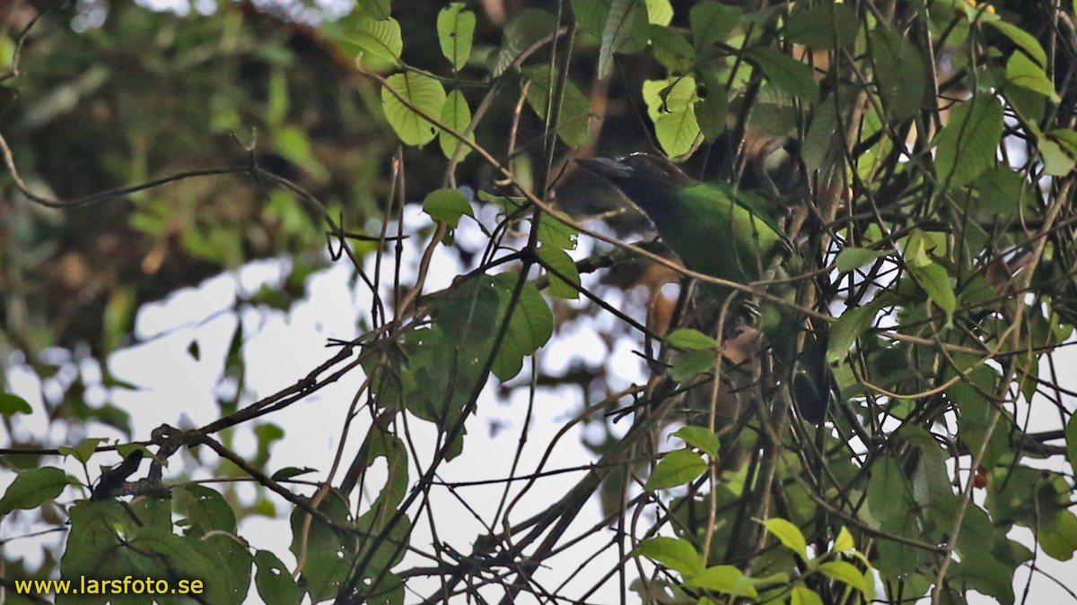 Brown-throated Barbet - ML205936341