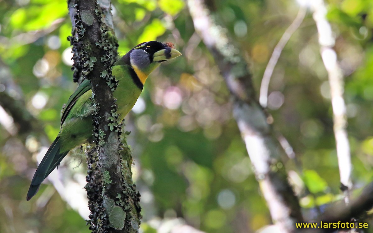 Fire-tufted Barbet - ML205936361