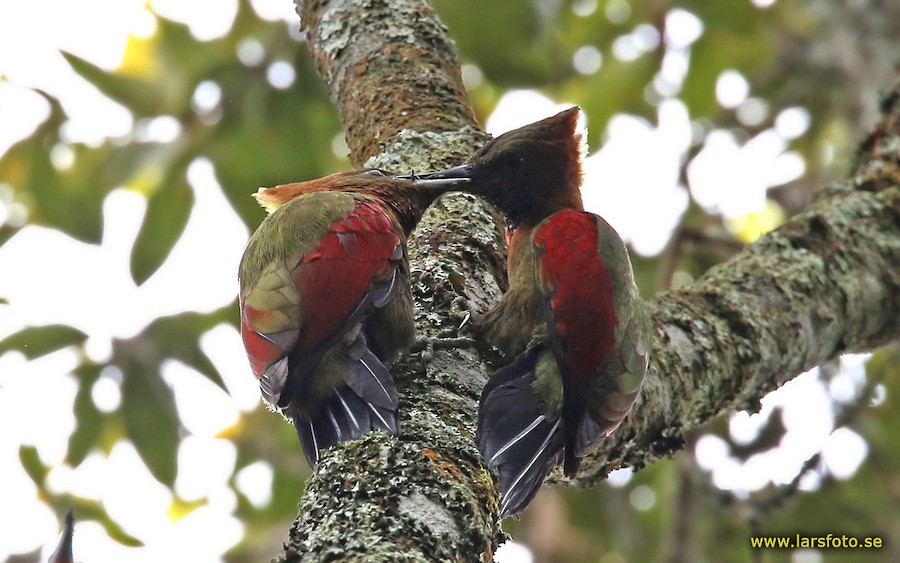 Checker-throated Woodpecker (Javan) - eBird