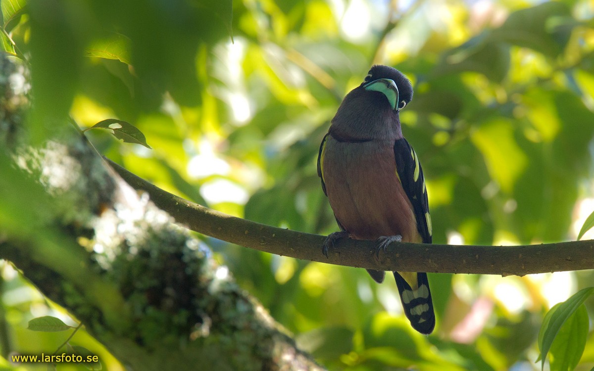 Banded Broadbill (Javan) - ML205936421