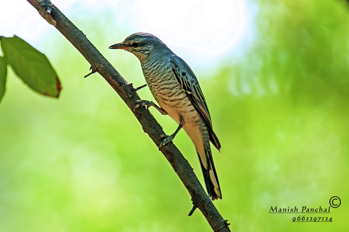 Black-headed Cuckooshrike - ML205936781